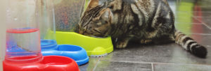 fontaine à eau pour chat